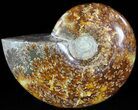 Wide Polished Cleoniceras Ammonite - Madagascar #49442-1